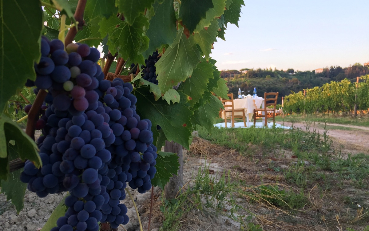 Terricciola, Citta del Vino Terricciola, Citta del Vino